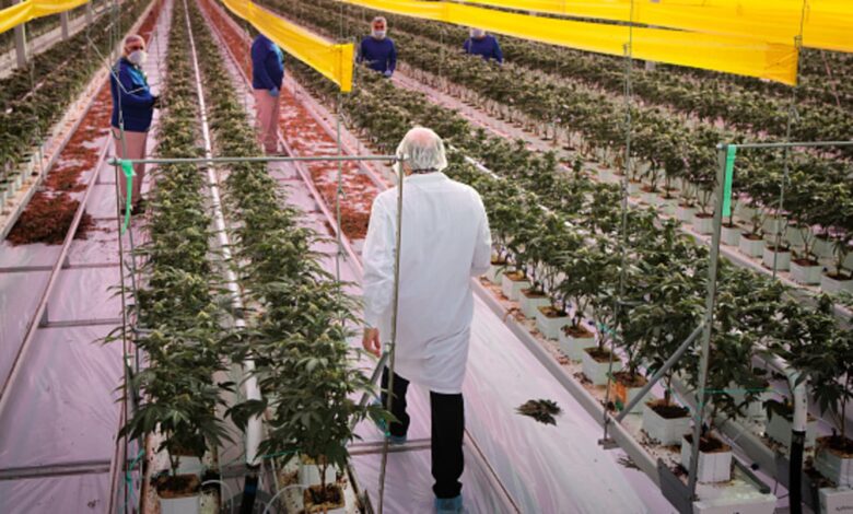 Tilray Brands' revenue jumps, losses narrow