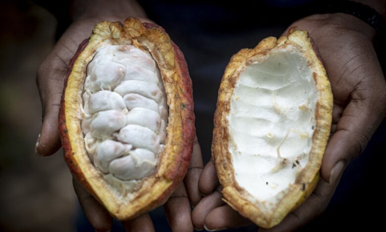 Mars accused of using child labor in cocoa supply chain