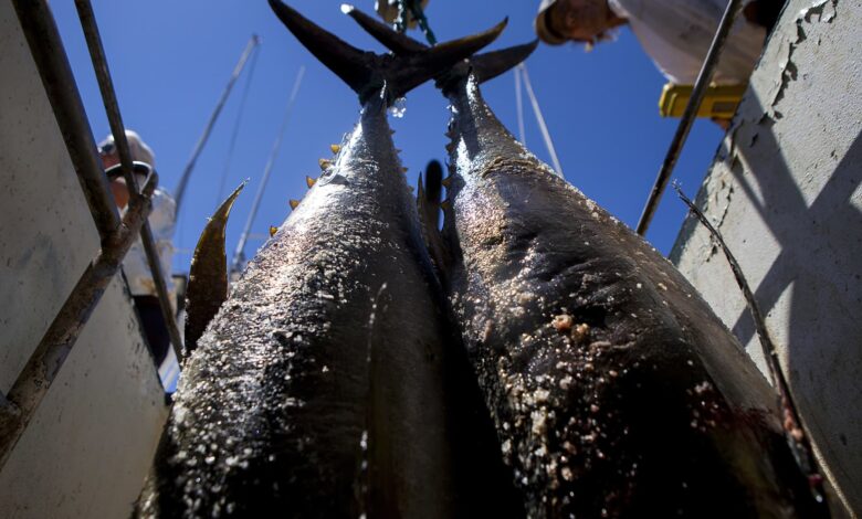 Canned tuna industry faces existential threats