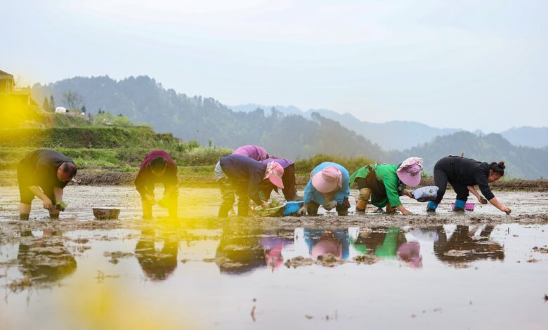 Global rice prices could rise more as China flood risks loom: Fitch Ratings