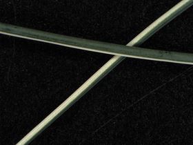 A microscopic image of the newly developed fibers showing their side-by-side mix, where one side is cotton and the other contains the polyanaline polymer that can carry an electric current. Image: Washington State University.